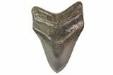 Fossil Megalodon Tooth - Georgia #78078-1